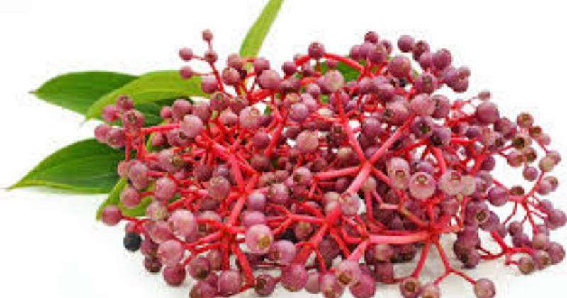 Manfaat Buah Parijoto untuk Promil